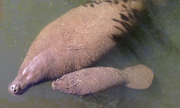 APA dos Corais comemora nascimento de peixe-boi