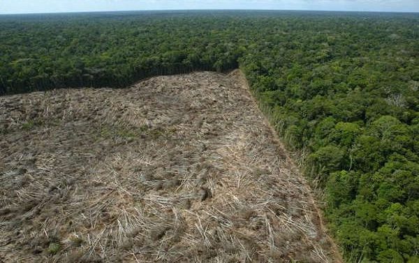 Unilever discute desmatamento