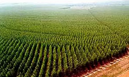 Mato Grosso discute florestas e madeiras