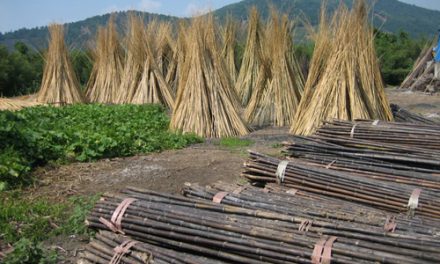 Curso de Bioconstrução em Bambu