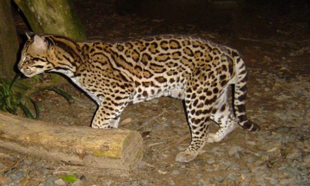 Biólogo critica proposta de caça a animais silvestres