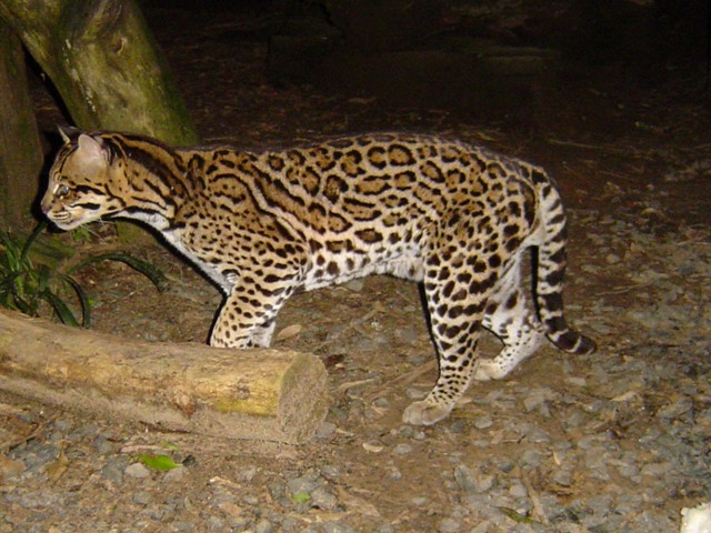 Biólogo critica proposta de caça a animais silvestres