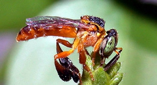 Um curso para manejar abelhas