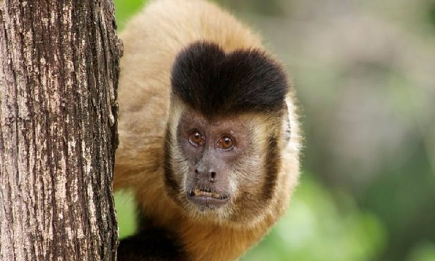 Biólogos discutem conservação de animais silvestres