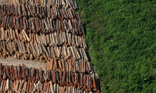 Destruição da Mata Atlântica volta a crescer 