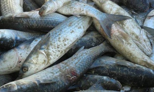 Pesca da tainha movimenta Santa Catarina
