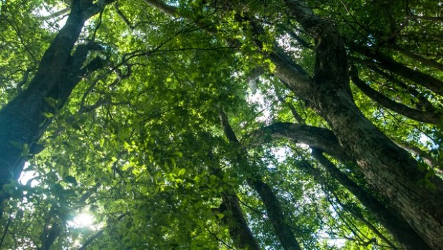 Viva a luta pela preservação da Mata Atlântica!