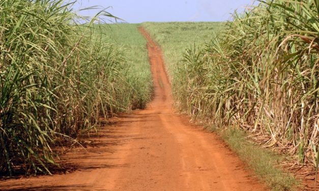 Feito de cana, plástico brasileiro é reconhecido pela ONU