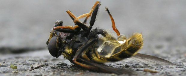 Mortandade das abelhas já é generalizada no Rio Grande do Sul 