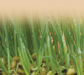Curso de Alimentação Natural e Sustentabilidade