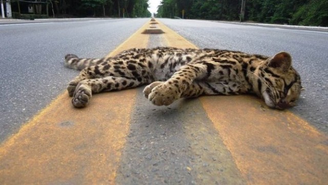 Um milhão de animais são atropelados por dia