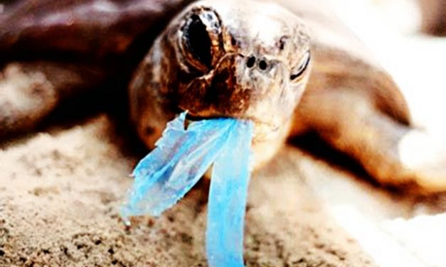 Plástico causa morte de tartarugas