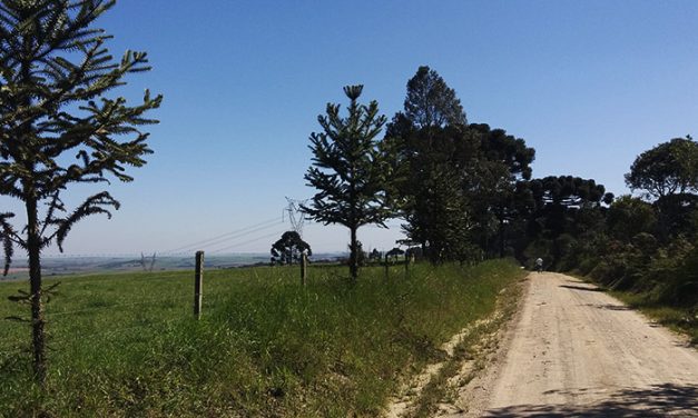 Araucárias nas estradas