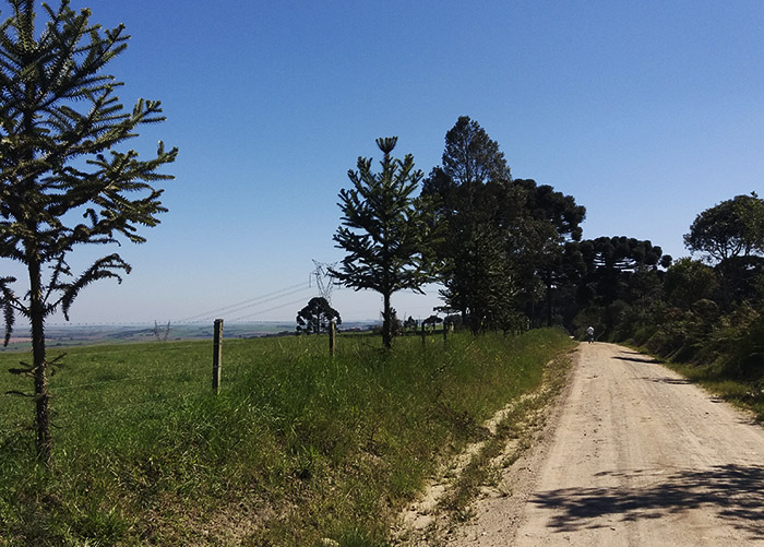 Araucárias nas estradas