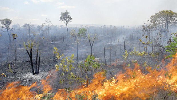 Descontrolado, fogo destroi o Cerrado