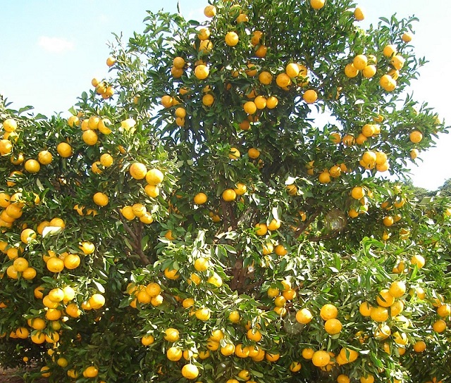Tangerina brasileira é resistente a fungo
