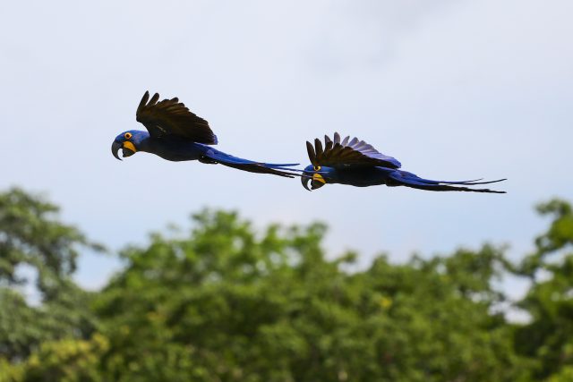 Quanto vale uma espécie?