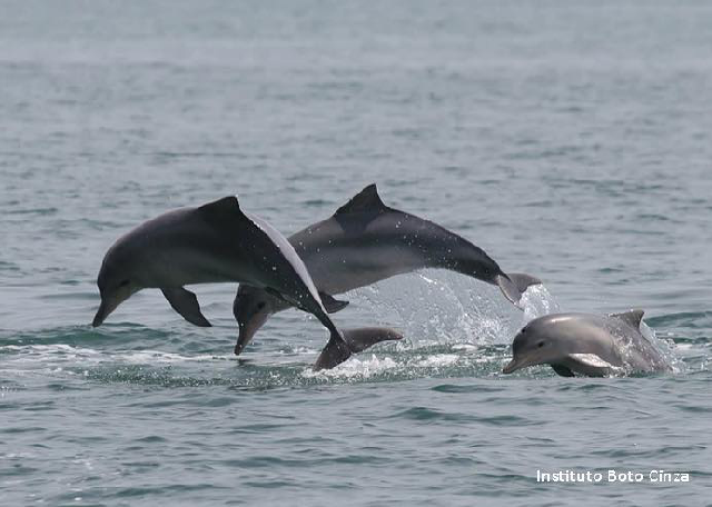 Morte em massa de botos-cinza preocupa pesquisadores