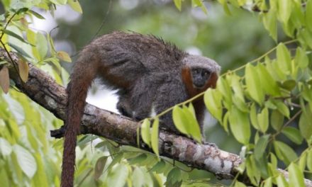 Em dois anos, Amazônia revela 20 novos mamíferos