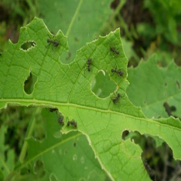 Produtos biológicos combatem pragas no plantio