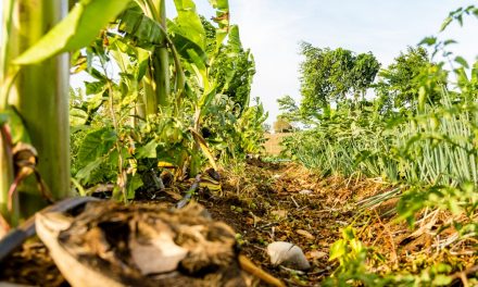 Sistema recupera solo degradado