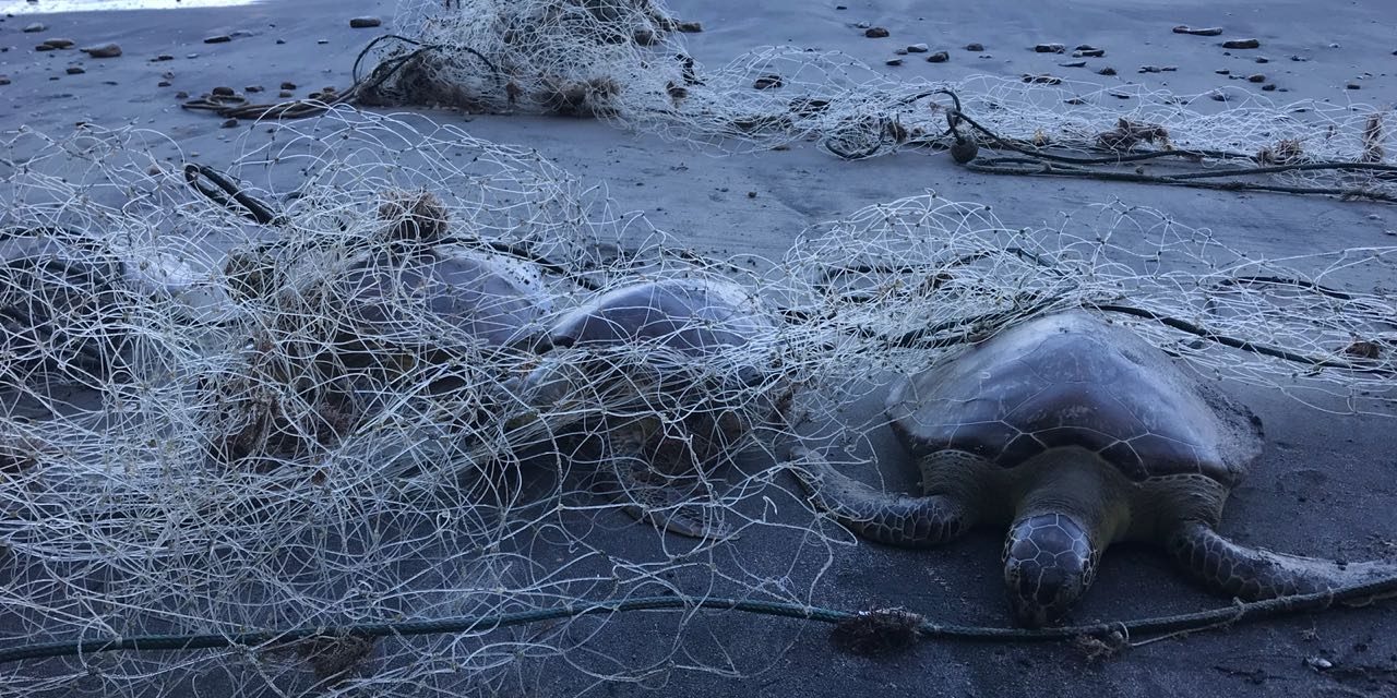 Rede de pesca mata tartarugas em Caraguá