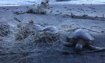 Rede de pesca mata tartarugas em Caraguá