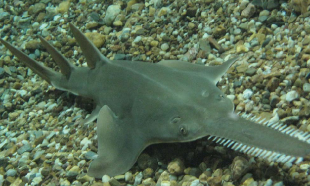 Peixe-serra ameaçado de extinção em águas brasileiras
