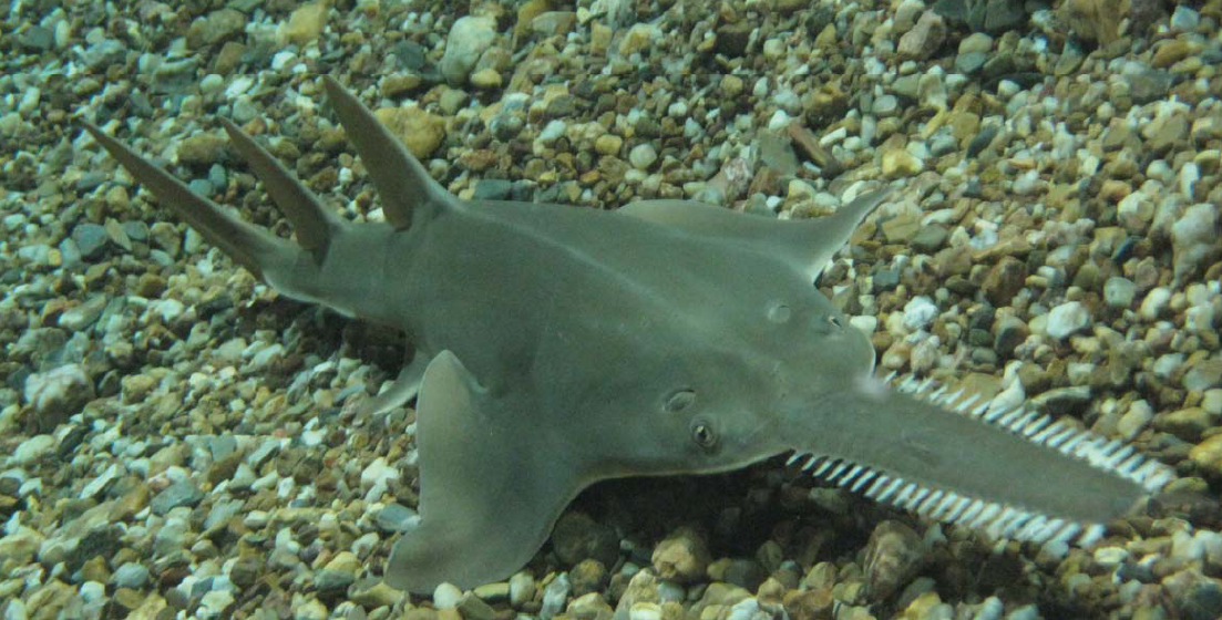 Peixe-serra ameaçado de extinção em águas brasileiras