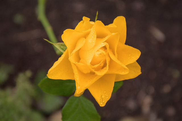 As rosas não falam, mas precisam ser bem tratadas