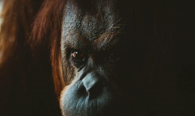 Considerações sobre a humanidade através do olhar de um orangotango marxista e oprimido