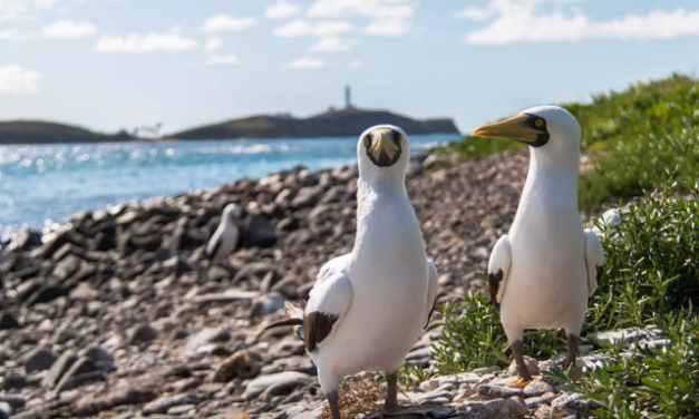 Abrolhos, muito além das baleias-jubarte