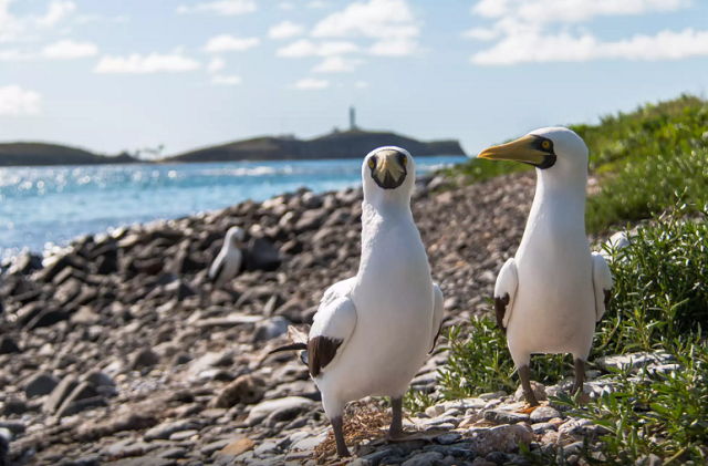 Abrolhos, muito além das baleias-jubarte