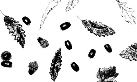 O que podemos aprender com o “Homem que plantava árvores”