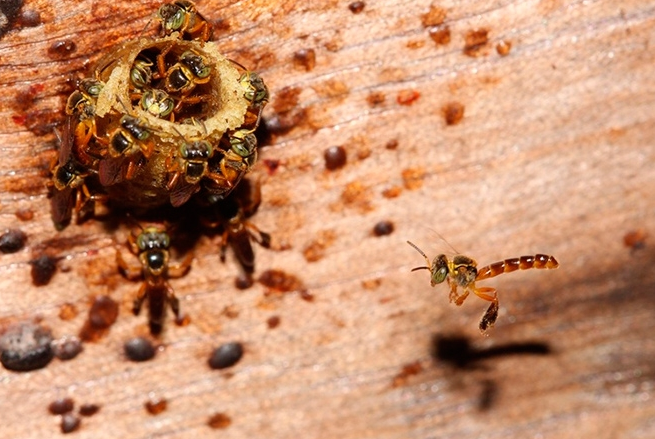 Abelhas guardiãs têm estratégia de defesa da colmeia