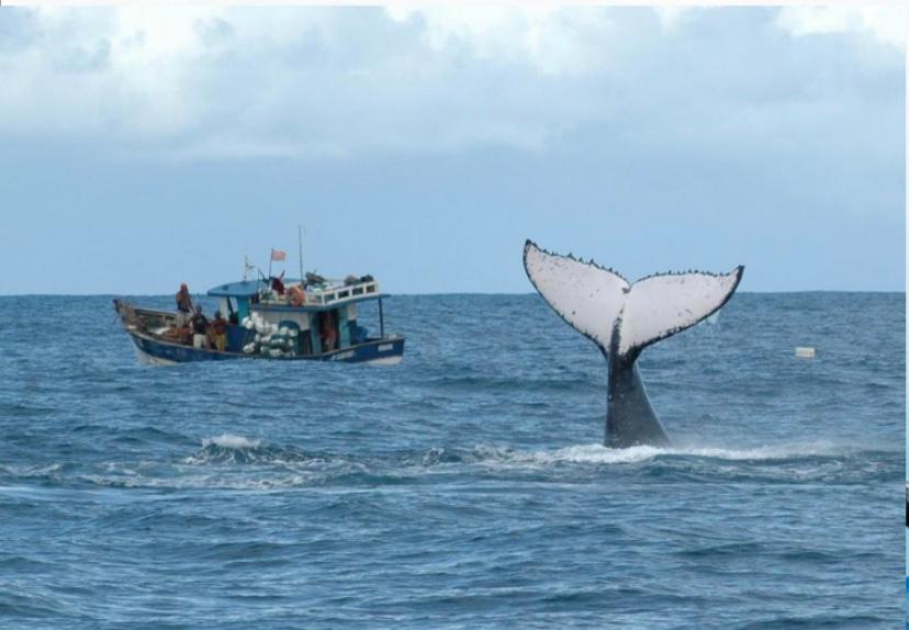 640 mil toneladas de redes são descartadas nos mares