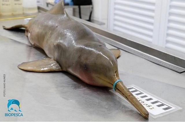 Golfinho morre de fome com lacre no bico