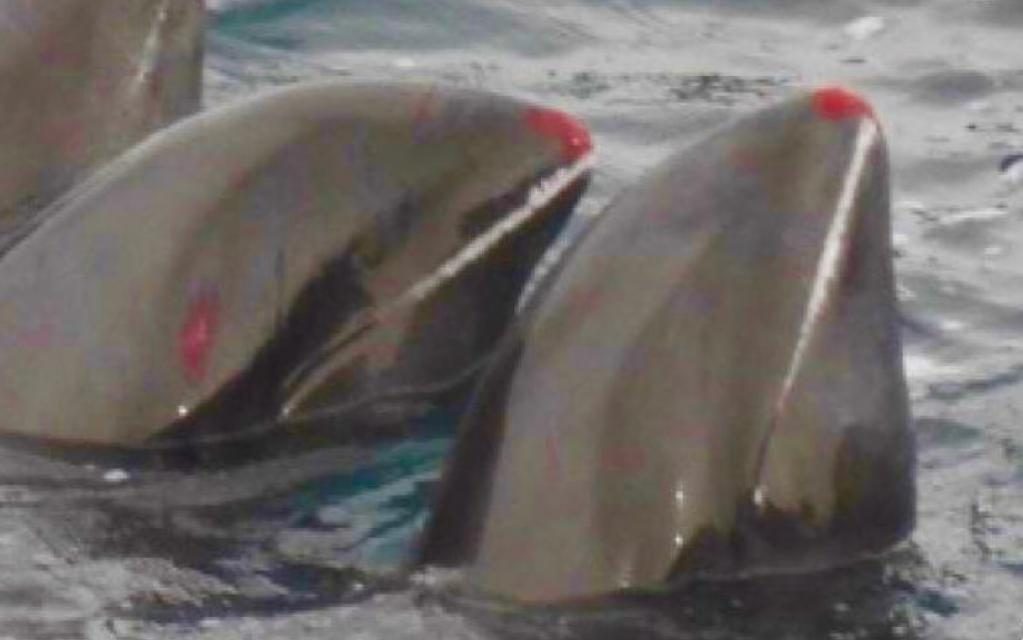 Matança de golfinhos continua no Japão