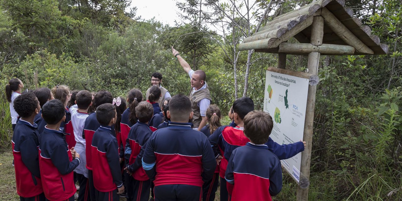 Projeto ambiental quer salvar floresta com Araucária
