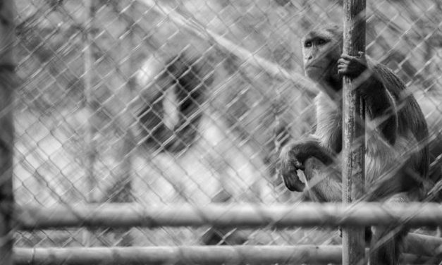 São Paulo pode proibir novos zoológicos e aquários