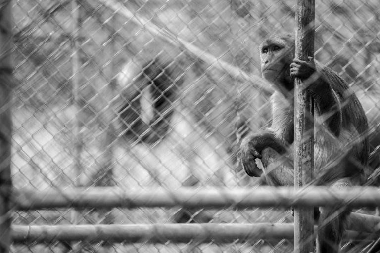 São Paulo pode proibir novos zoológicos e aquários