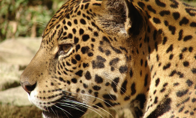 Desmatamento pode acabar com a onça-pintada