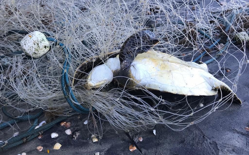 Redes matam um milhão de animais marinhos