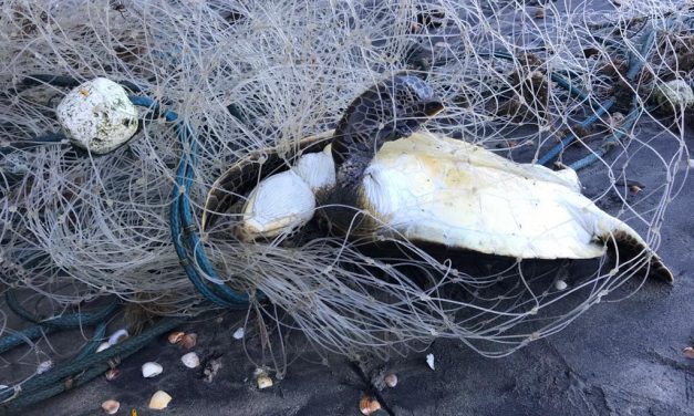 Redes matam um milhão de animais marinhos