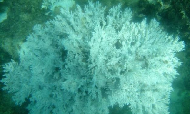 Águas quentes, corais brancos: e eu com isso?