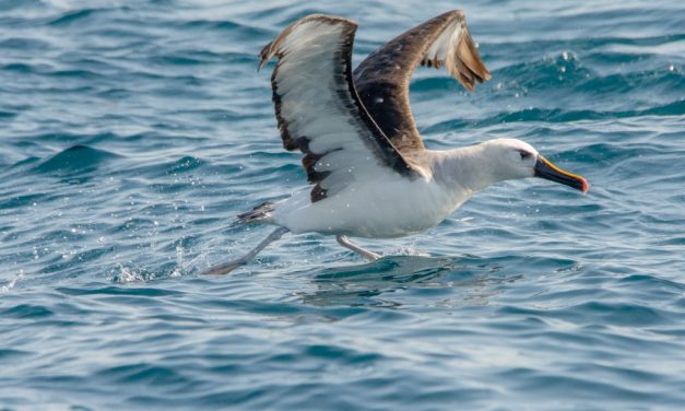  Bando de albatrozes revoa litoral do Rio