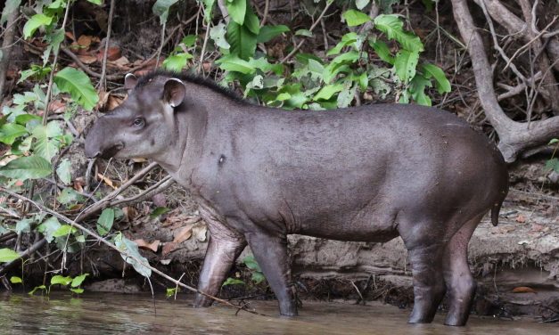 Cientista é reconhecida por preservar a anta