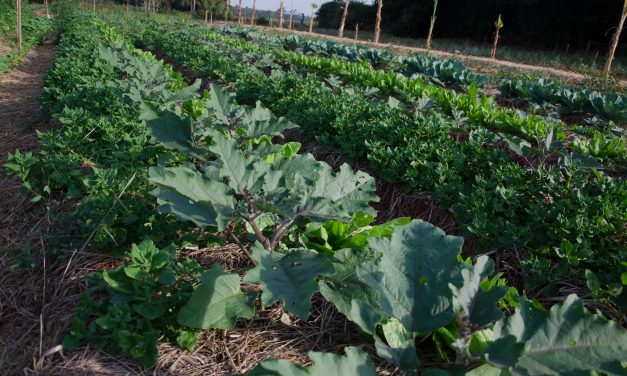 Orgânicos a preço de produtos com veneno