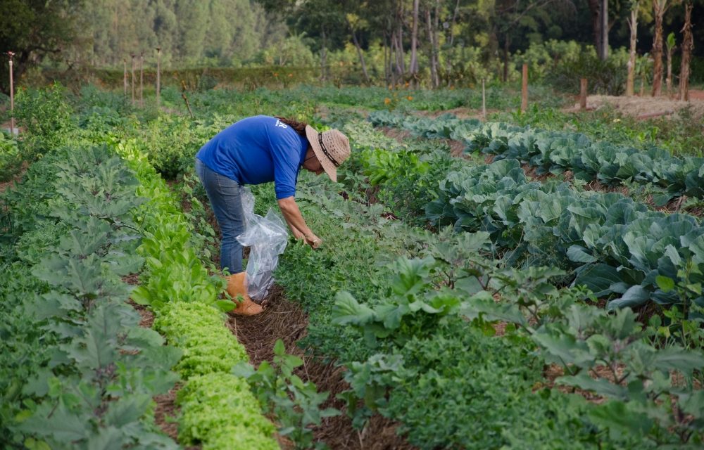 Homeopatia chega à agricultura