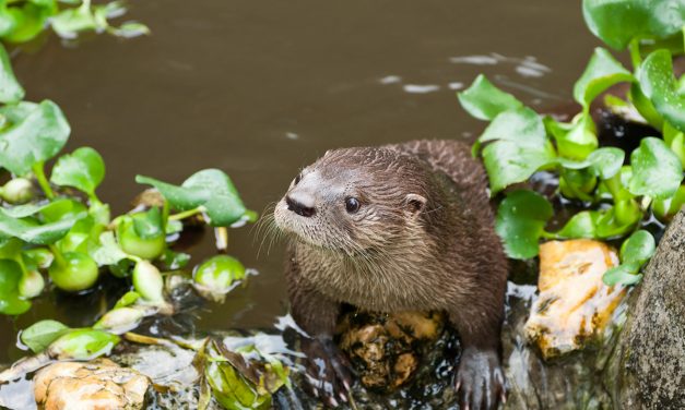 Uma obra de amor à lontra
